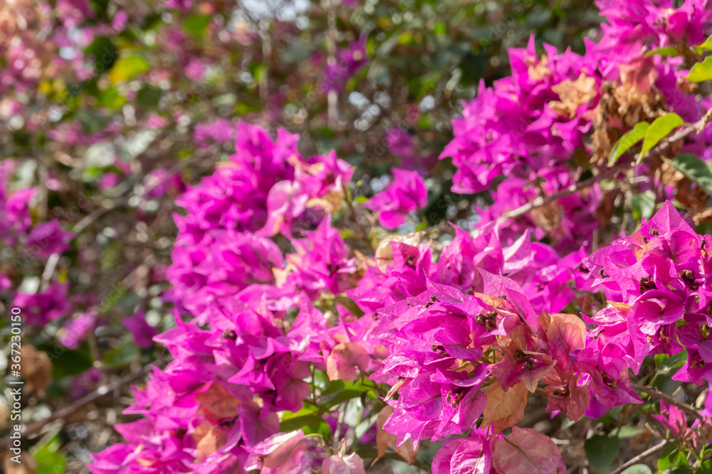 pink bougainvillea flowers pink bougainvillea flowers