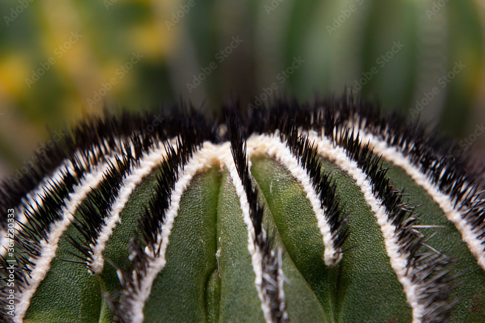 The cactus has a beautiful shape and sharp spines around it.