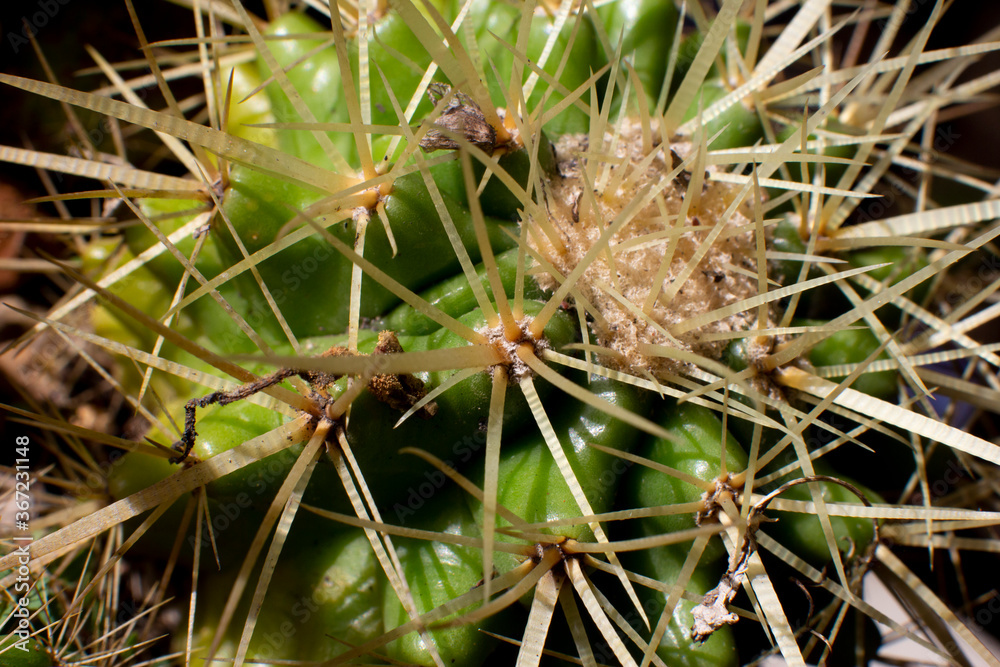 The cactus has a beautiful shape and sharp spines around it.
The cactus has a beautiful shape and sharp spines around it.
