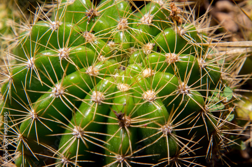 The cactus has a beautiful shape and sharp spines around it.    