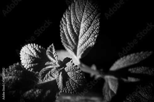 leaves in black and white