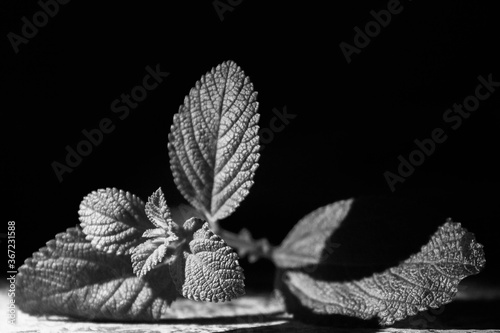 leaves in black and white