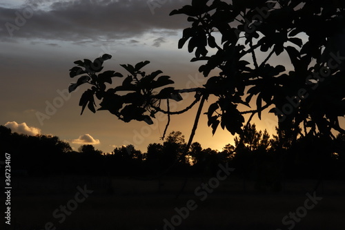 palm trees at sunset