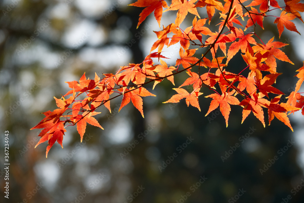 Autumn maple tree branches, red maple leaves, sunshine in fall, foliage Autumn maple tree branches, red maple leaves, sunshine in fall, foliage