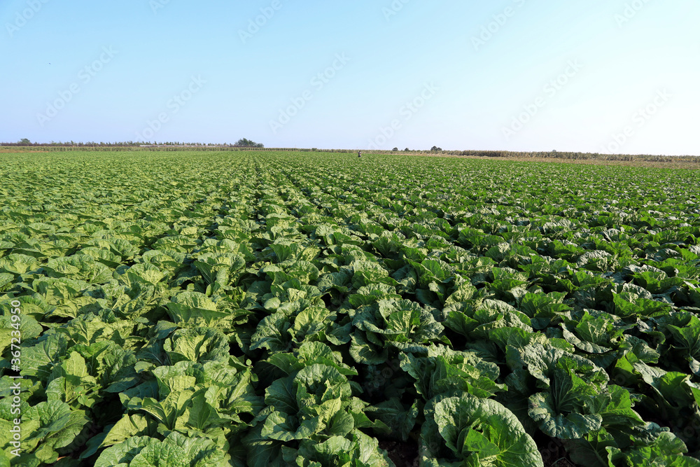 Panorama of green cabbage field in China, organic vegetable cultivation Panorama of green cabbage field in China, organic vegetable cultivation