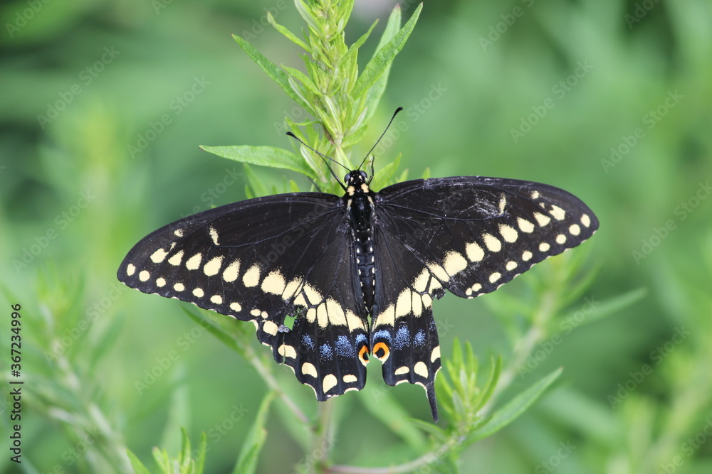 Fototapeta premium Black swallowtail butterfly