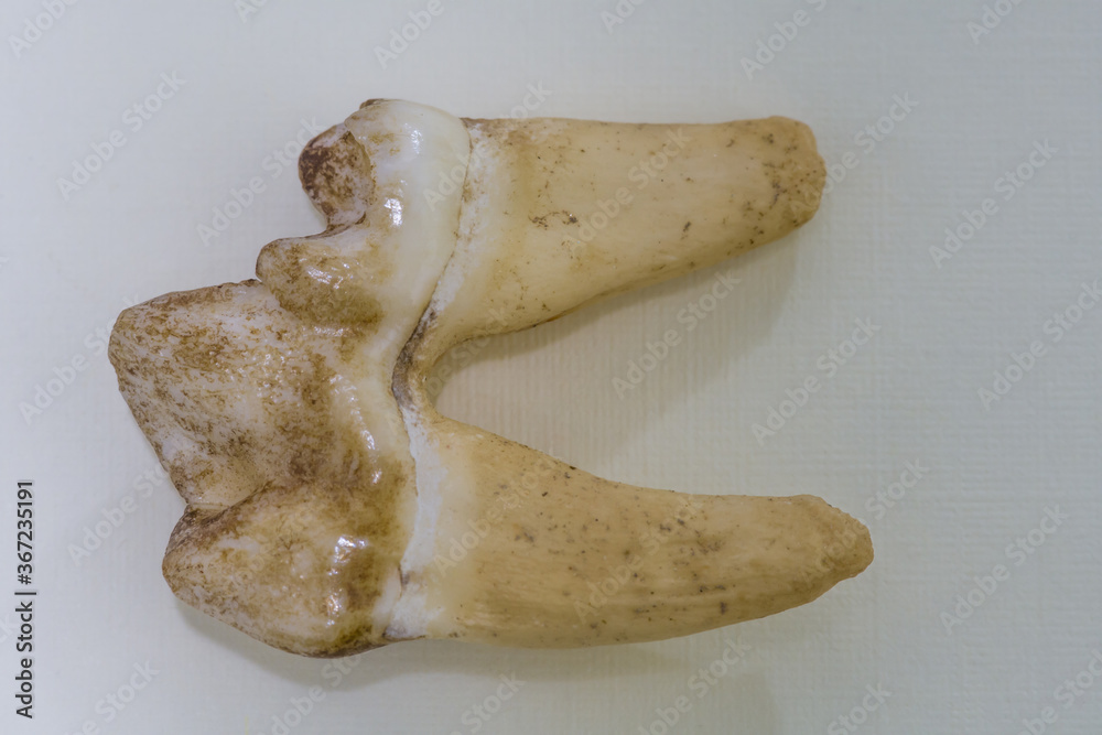 Fototapeta premium Large dirty tooth of dead animal