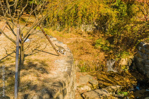 Gray and white tabby cat walking on stone ledge