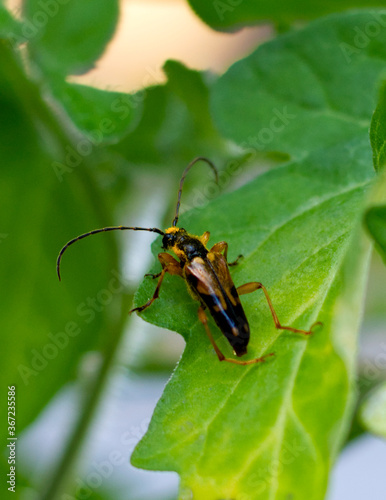 Beetle on a Tomato Plant © earthlyworldlife
