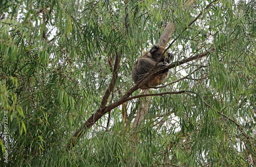 Koala sleeping on eucalyptus tree - Kennett River, Victoria, Australia