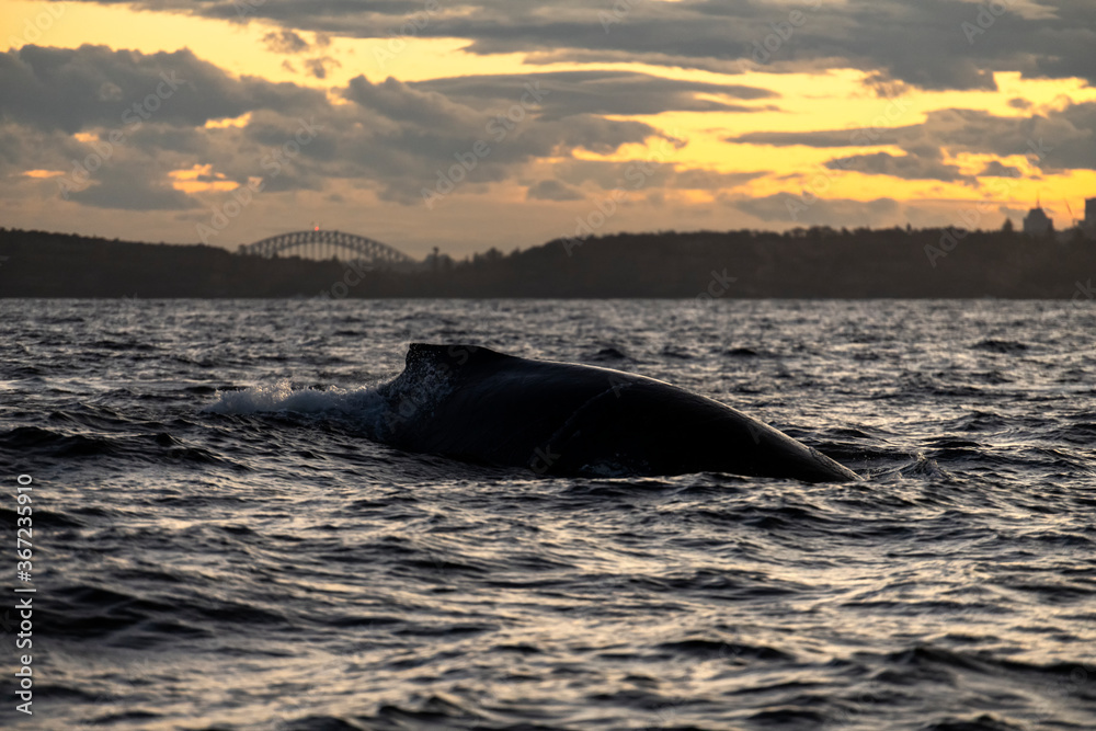 Fototapeta premium Humpback whale swimming near the coast, Sydney Australia