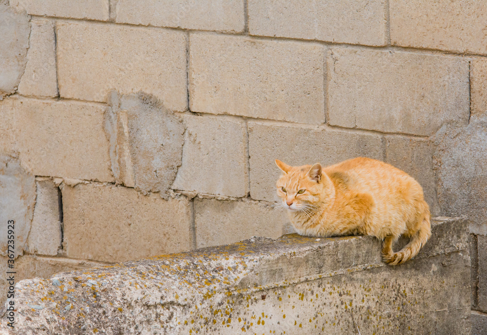 Adult cat on concrete wall