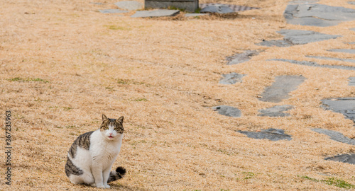 Tabby cat sitting next to stone walkway