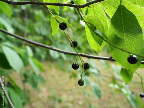 Prunus mahaleb at Dendrological Garden in Przelewice (arboretum przelewice) Poland photo