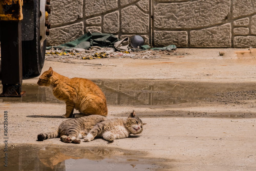 Orange cat sitting and gray tabby cat laying in the sun Orange cat sitting and gray tabby cat laying in the sun