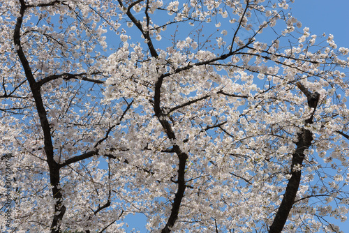White cherry blossom or Sakura was full bloom in spring.