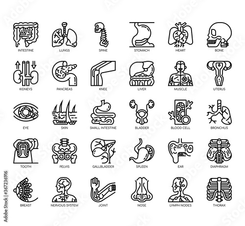 Set of human organ thin line and pixel perfect icons for any web and app project.