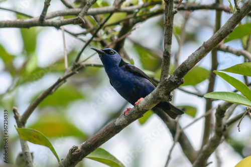 Red- Legged HoneyCreeper