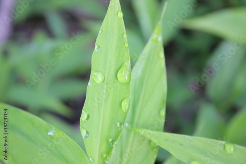 The green leaves with rainy drop in the morning