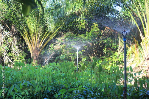 Sprinkler watering in a rubber plantation