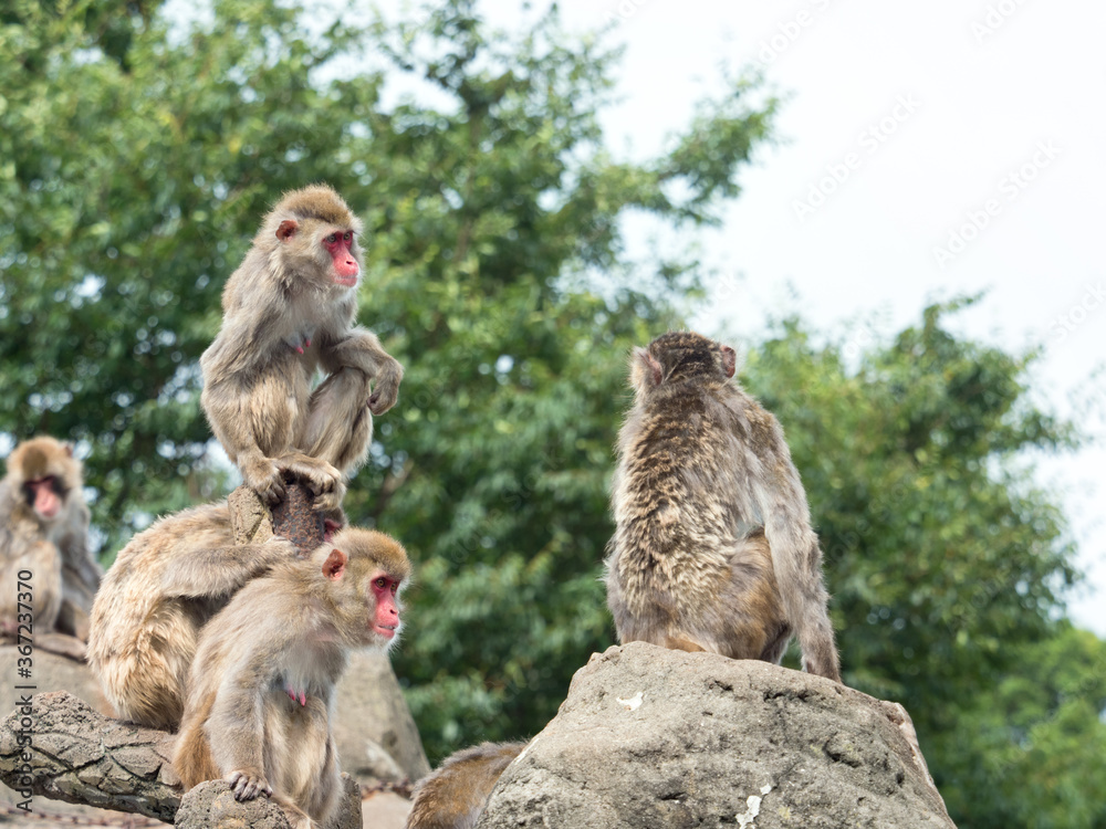 Obraz premium ニホンザル