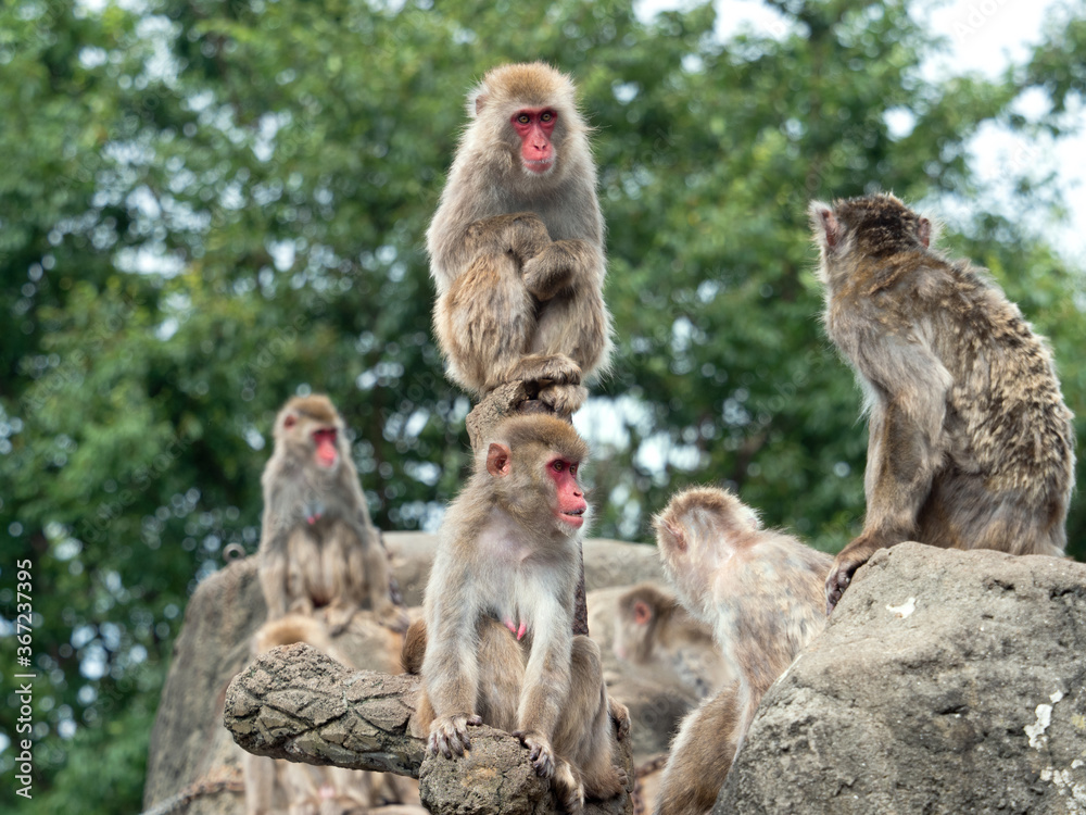 Naklejka premium ニホンザル