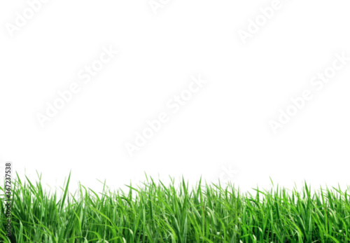 green grass fresh overlay herbal growth banners and fresh overlay stripes on white