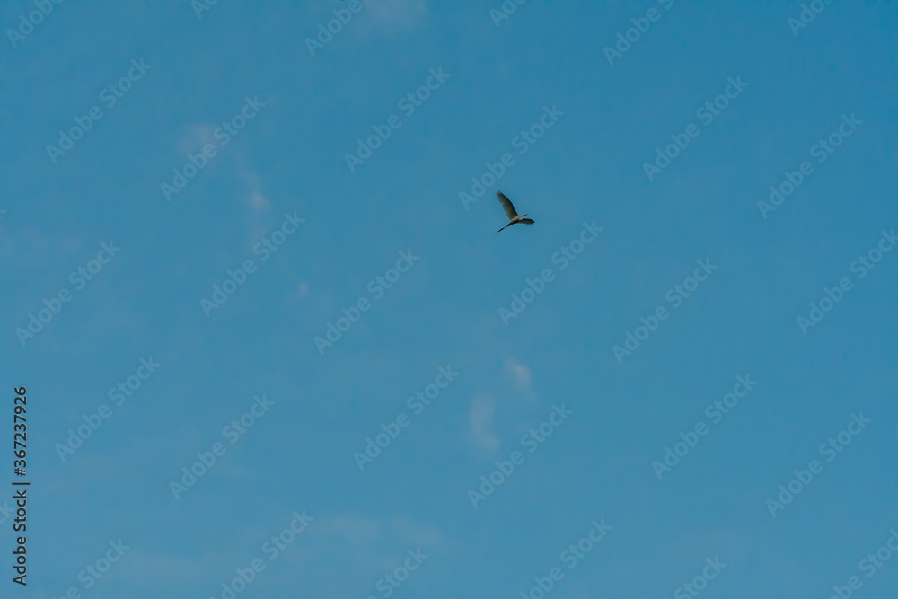 Egret high overhead in blue sky.