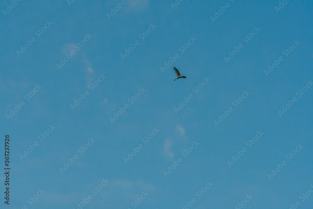 Egret high overhead in blue sky. Egret high overhead in blue sky.