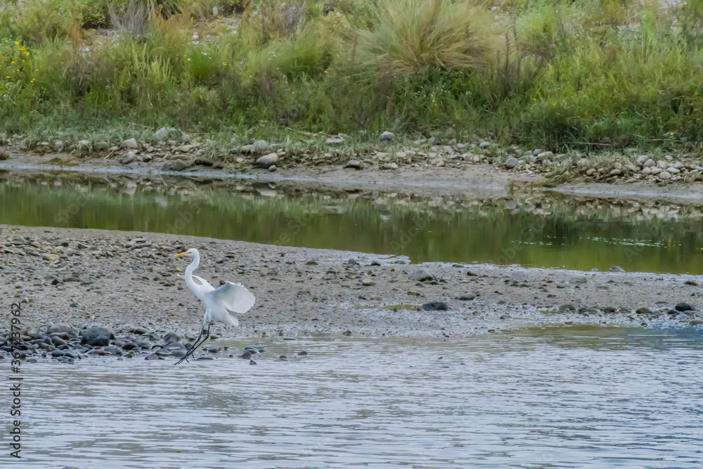 Common egret landing in shallow water Common egret landing in shallow water