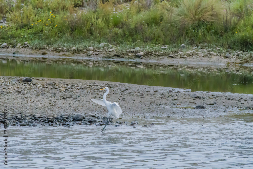 Common egret with wings extended