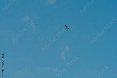 Egret high overhead in blue sky.