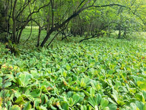 Water Lettuce (Pistia stratiotes) in a swamp in northern Florida photo