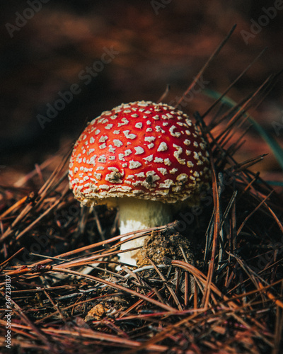 red and white mushroom covered by mood