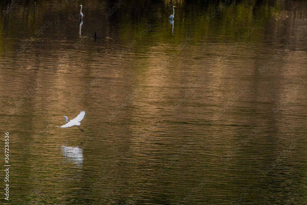 Egret gliding over river Egret gliding over river