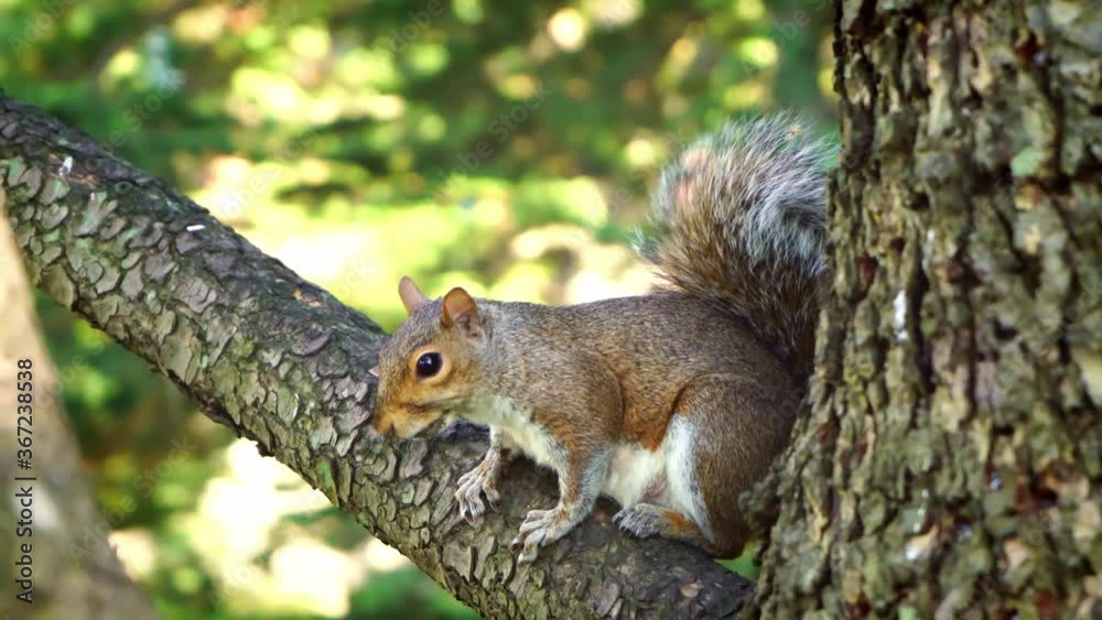 Brown squirrel sitting on tree trunk, close shot, blur background, mammal, park Brown squirrel sitting on tree trunk, close shot, blur background, mammal, park