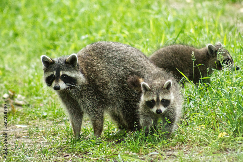 Fototapeta premium Racoons 