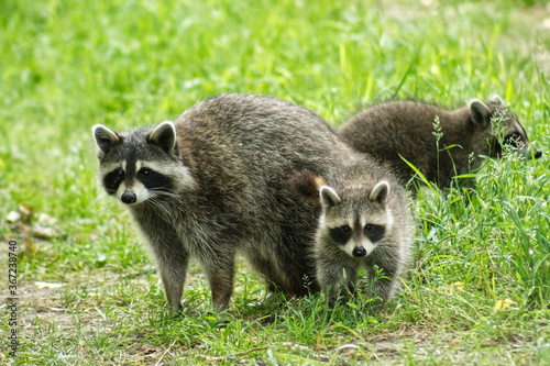 Racoons
