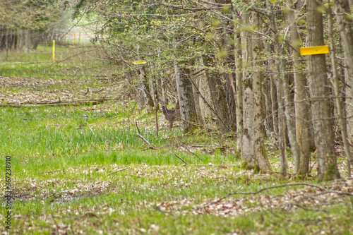 Deer Peaking out of the Woods
