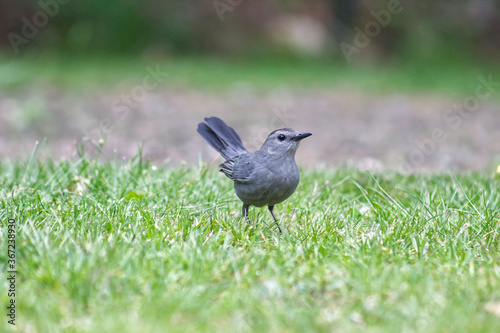 Catbird
