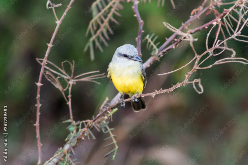 Naklejka premium Cotovia