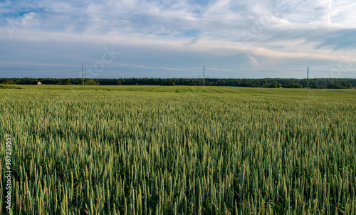 Healthy - wheat growing in wide open field