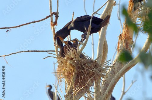 Cormorant Feeding Babies