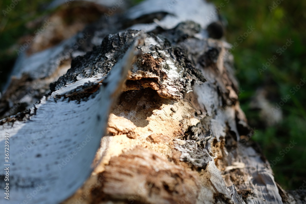 old tree bark old tree bark