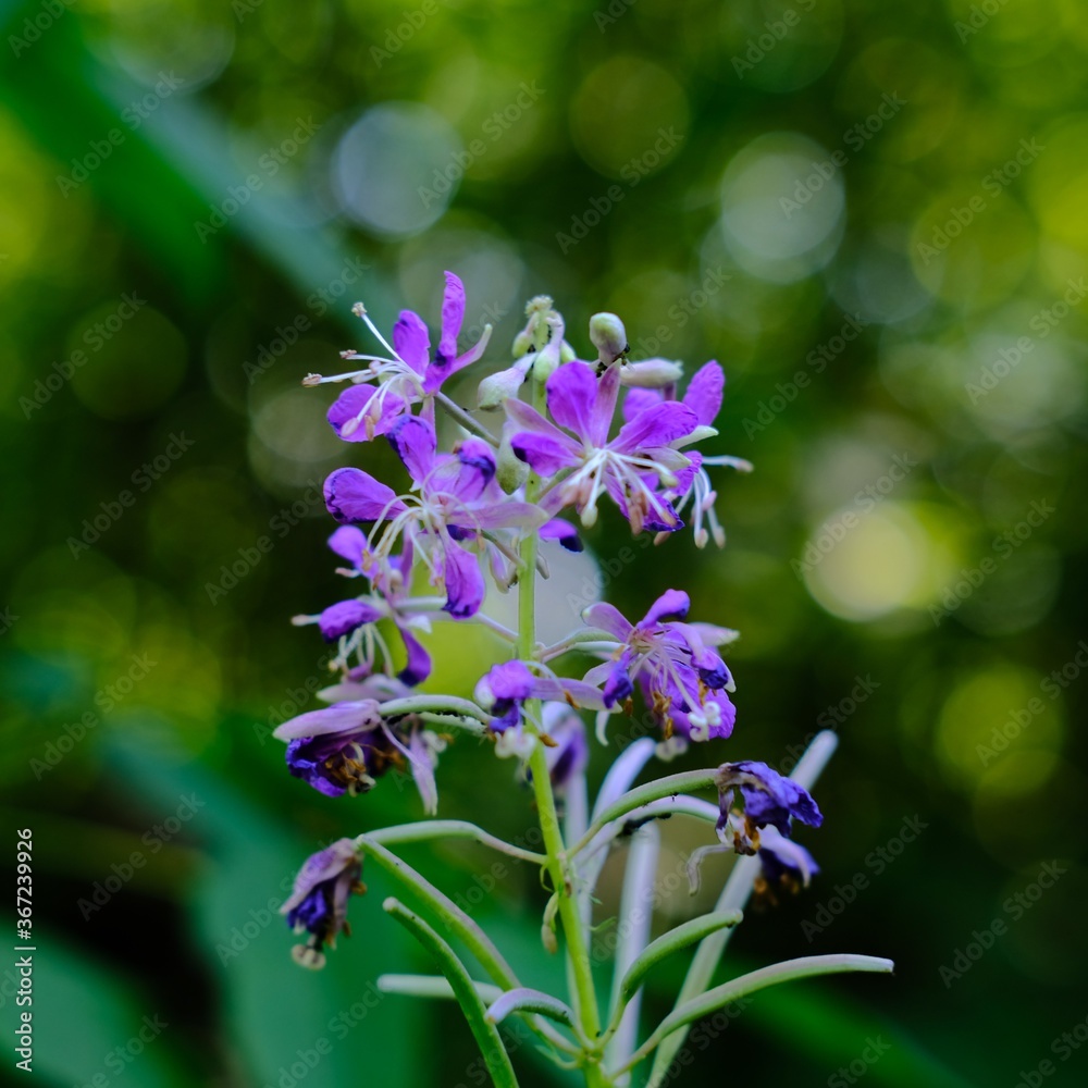 Fototapeta premium lilac flowers in the garden