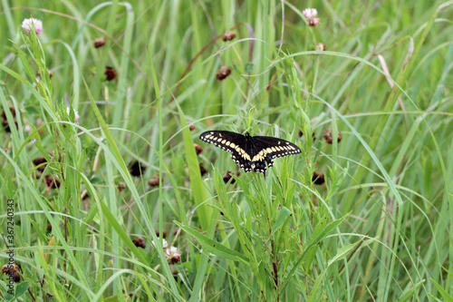 Black Swallowtail Butterfly in the Grass