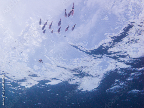 A school of squid swimming near the water surface. Kushimoto, Wakayama, Japan photo