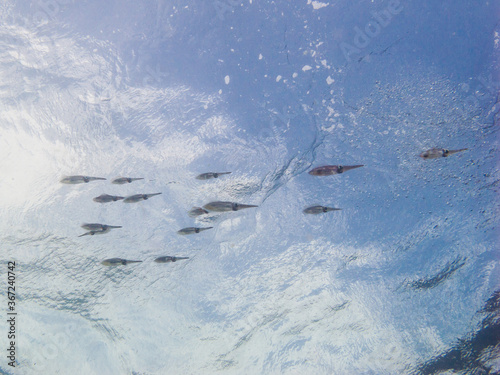 A school of squid swimming near the water surface. Kushimoto, Wakayama, Japan photo