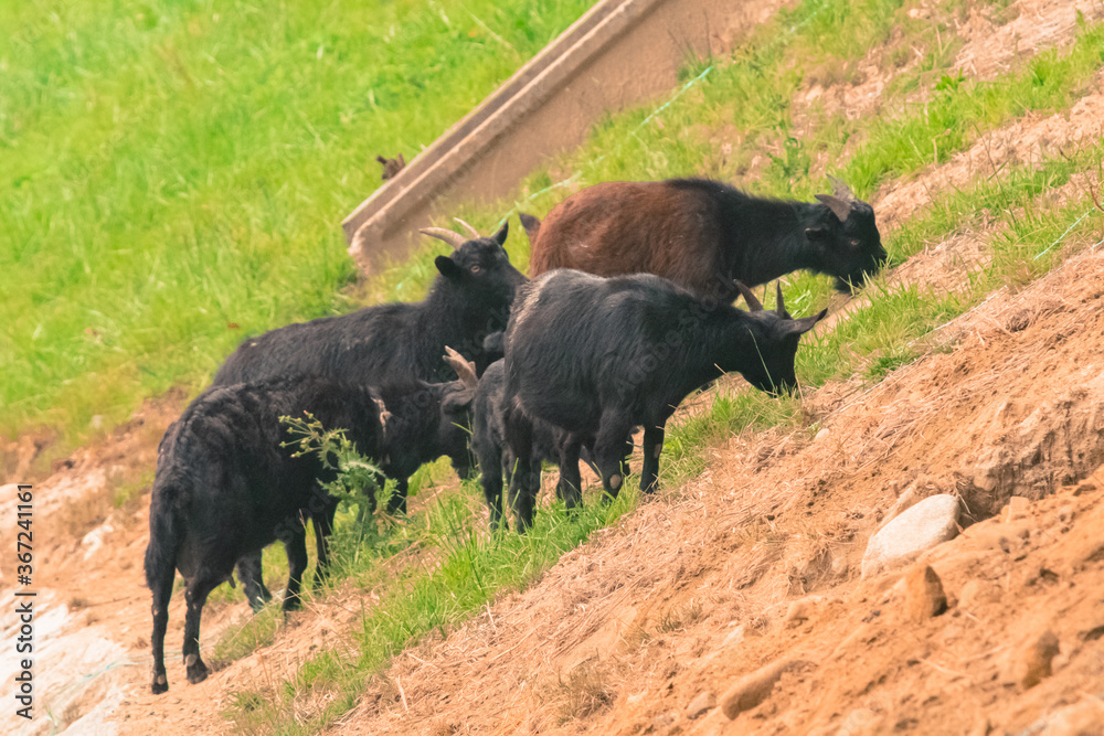 Black goats on rocky hillside Black goats on rocky hillside