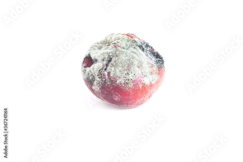 Damage to the peach by mold spores  